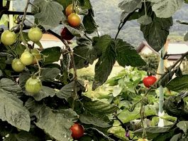 歩いていると、道端の畑のトマトの実が綺麗で見入ってしまいました。
