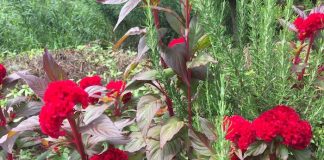 独特な感触のケイトウ