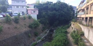 夕方散歩中に川の上で小休止