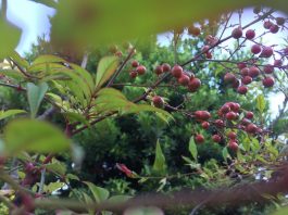 朝の散歩　ナンテンの実