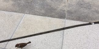 物怖じしない雀