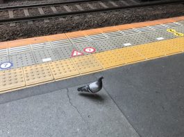 駅のホームに鳩が迷い込んできました