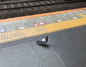 駅のホームに鳩が迷い込んできました