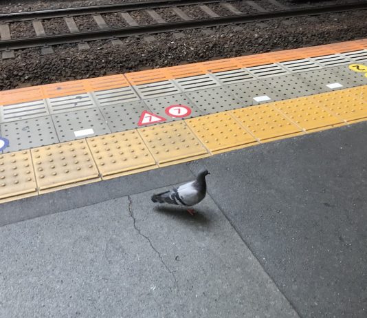 駅のホームに鳩が迷い込んできました