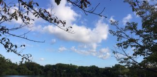 緑地公園　いつもの散歩コースから