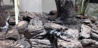 ギラアファノコギリクワガタ