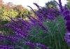緑地公園　紫のサルビア
