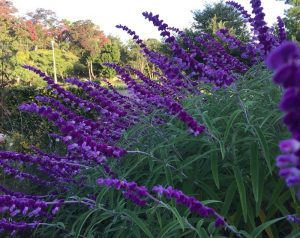 緑地公園　紫のサルビア