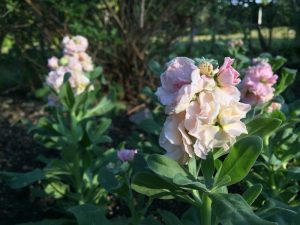 緑地公園　宿根リナリア