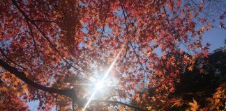 紅葉も見納めですね