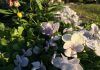 緑地公園　円形花壇のビオラ