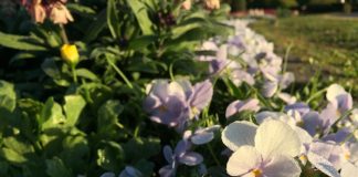 緑地公園　円形花壇のビオラ