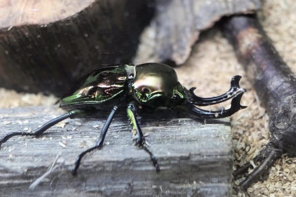 ニジイロクワガタ（伊丹市昆虫館にて）