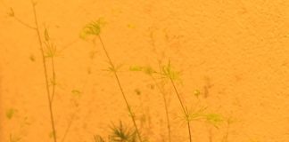 アスパラガスの新芽がきれいです。線香花火みたい