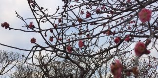 緑地公園　梅の花が咲き始めました