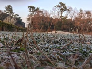 緑地公園　広場に霜がおりる