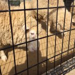 五月山公園の羊