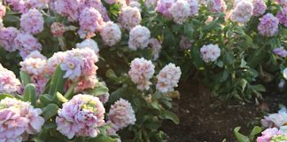 緑地公園のストックベイビー