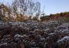 霜で白く彩られた植物