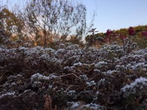 霜で白く彩られた植物
