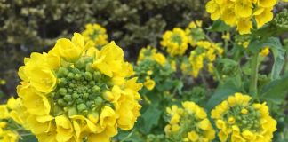 緑地公園の菜の花