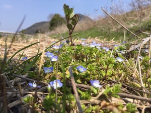 河川敷のオオイヌフグリ