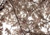 緑地公園の桜。先週の日曜日の雨の日。やはり少し散ってしまいました。