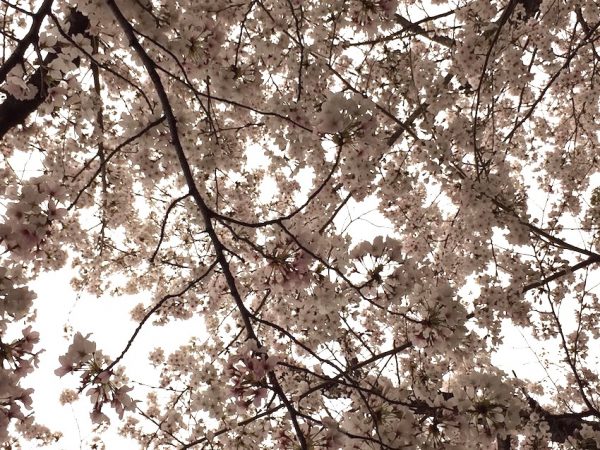 緑地公園の桜。先週の日曜日の雨の日。やはり少し散ってしまいました。