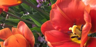 ブラウンシュガー