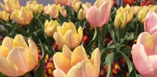 マンゴーチャーム