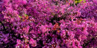 緑地公園　ジャノメエリカ