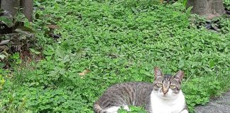 綺麗な野良猫さん