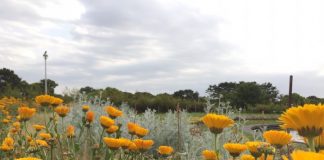 雨降り前の緑地公園