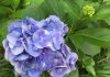 近所の紫陽花