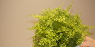 サッパリしました