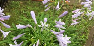 近所のアガパンサス