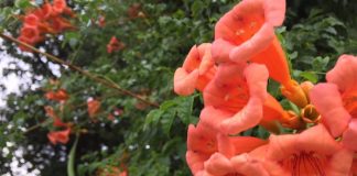 緑地公園のノウゼンカズラ