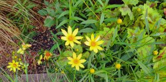 つぼみも沢山ついています