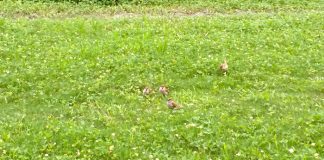 公園にて、カメラ目線のスズメが二匹