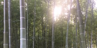 緑地公園内の竹林