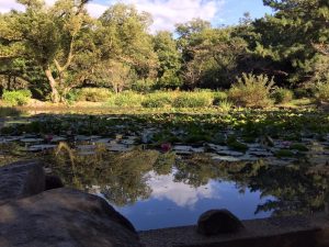 緑地公園の小池
