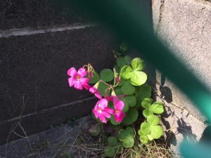 建物の隙間に生える花