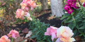 こんな寒いのに、きれいに咲いていますね