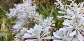 緑地公園のモクビャッコウ