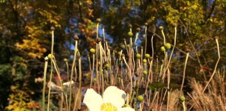 緑地公園のシュウメイギク
