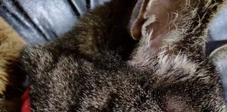 キジトラ猫の女の子です