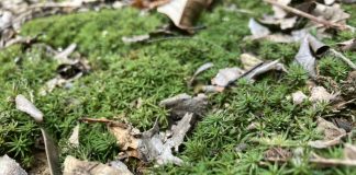 足元の苔は踏まないように