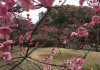 千里南公園の梅