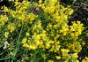 菜の花
