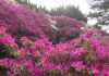 ツツジといえば・・・ 服部緑地のツツジ
